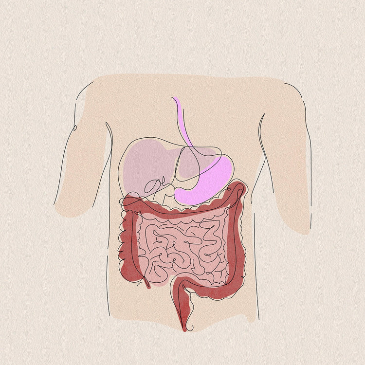 Digestive system